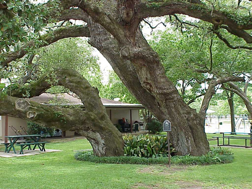 Hallettsville Hanging Tree-recent